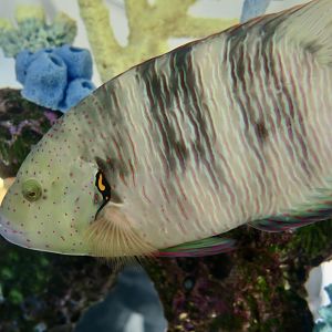 Broomtail Wrasse (Cheilinus lunulatus)