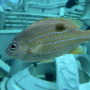 Common Bluestripe Snapper (Lutjanus kasmira)