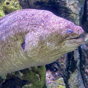 California Moray (Gymnothorax mordax)