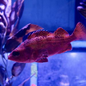 Splitnose Rockfish (Sebastes diploproa)