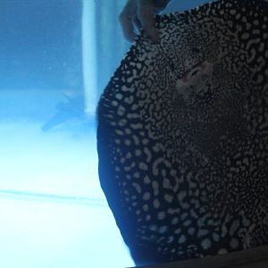 Bigtooth river stingray (Potamotrygon henlei)