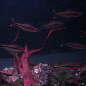 Denison barb (Sahyadria denisonii)