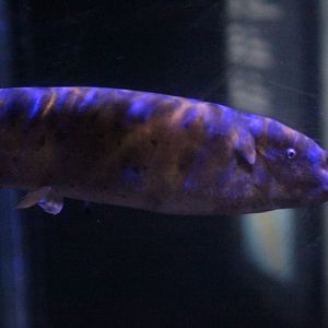 Electric catfish (Malapterurus electricus)