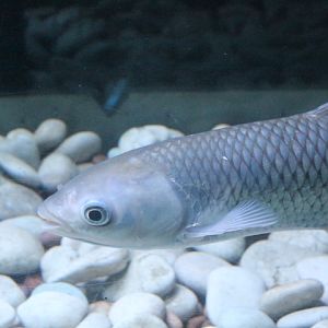 Grass carp (Ctenopharyngodon idella)