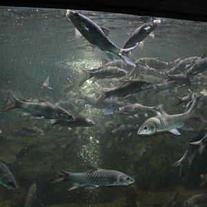 Semah mahseer (Tor douronensis)