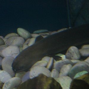 Indonesian shortfin eel (Anguilla bicolor bicolor)