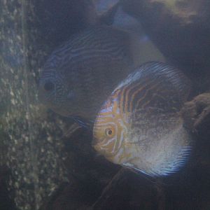 Blue discus (Symphysodon aequifasciatus)