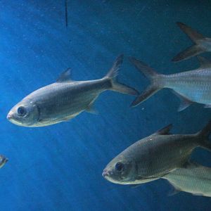 Indo-Pacific tarpon (Megalops cyprinoides)