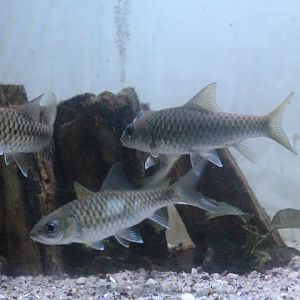 Malayan mahseer (Tor tambroides)