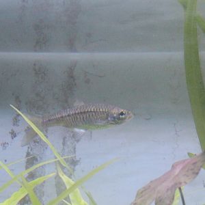 Silver rasbora (Rasbora argyrotaenia)