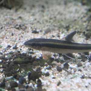 Flying fox (Epalzeorhynchos kalopterus)