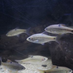 Spotted barb (Barbodes binotatus)