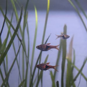 Harlequin rasbora (Trigonostigma heteromorpha)