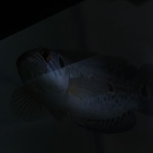 Ocellated snakehead (Channa pleurophthalma)