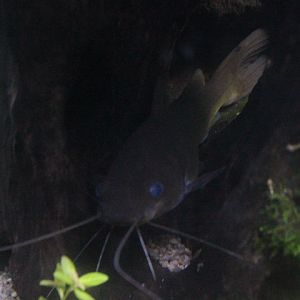 Yellow catfish (Hemibagrus nemurus)