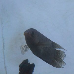 Malay combtail (Belontia hasselti)