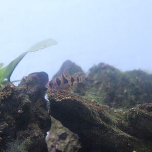 Snakeskin barb (Desmopuntius rhomboocellatus)