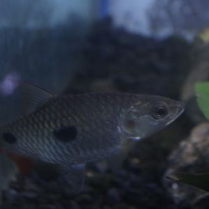 Sumatran hampala (Hampala ampalong)