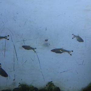 Scissortail rasbora (Rasbora trilineata)