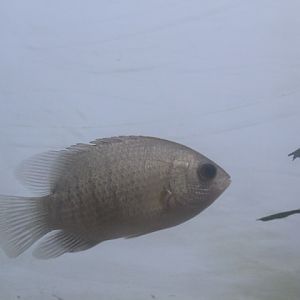 Malayan leaffish (Pristolepis fasciata)