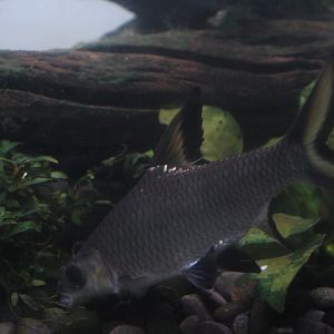 Bala shark (Balantiocheilos melanopterus)