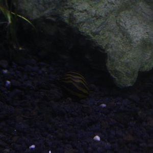 Zebra nerite (Vittina natalensis)