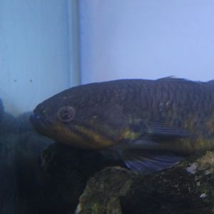 Snakehead gudgeon (Giuris margaritacea)