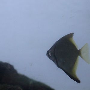 Dwarf moony (Monodactylus kottelati)