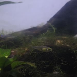 Celebes rainbowfish (Marosatherina ladigesi)