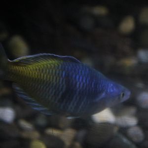 Boeseman's rainbowfish (Melanotaenia boesemani)