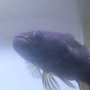 Northern mud gudgeon (Ophiocara porocephala )