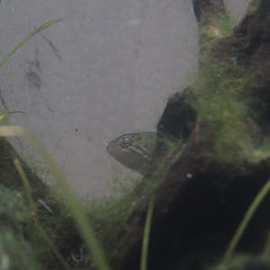 Northern trout gudgeon (Mogurnda mogurnda)
