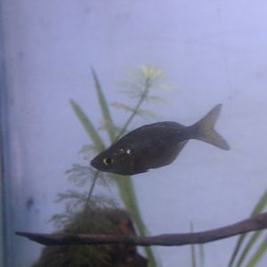 Red rainbowfish (Glossolepis incisa)