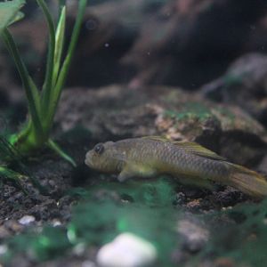 Amur goby (Rhinogobius similis)