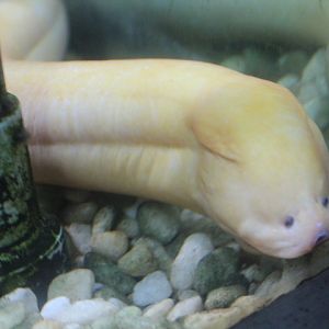 Asian swamp eel (Monopterus albus)