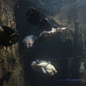 Oscar (Astronotus ocellatus)