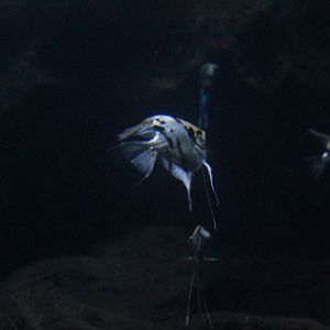 Angelfish (Pterophyllum scalare)