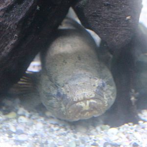 Marble goby (Oxyeleotris marmorata)
