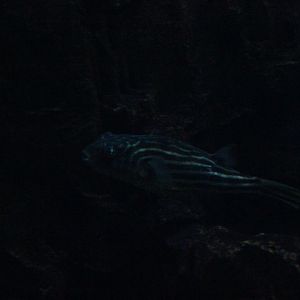 Fahaka pufferfish (Tetraodon lineatus)