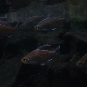Congo tetra (Phenacogrammus interruptus)