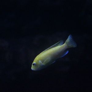 Lemon yellow lab (Labidochromis caeruleus)