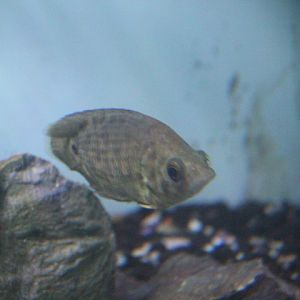 Leopard bush fish (Ctenopoma acutirostre)