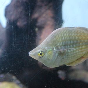 Ajamaru Lakes rainbowfish (Melanotaenia ajamaruensis)