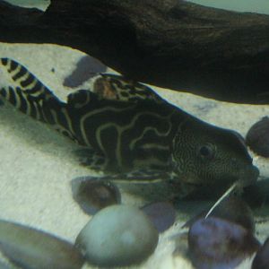 Barfin synodontis (Synodontis ornatipinnis)