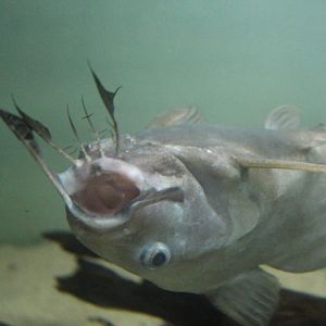 Moustache catfish (Synodontis membranaceus)