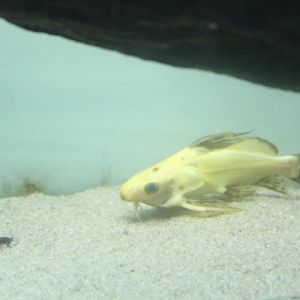 False upside-down catfish (Synodontis nigrita)