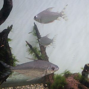 Silver prochilodus (Semaprochilodus taeniurus)