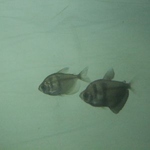 Black tetra (Gymnocorymbus ternetzi)