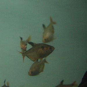 Serpae tetra (Hyphessobrycon eques)