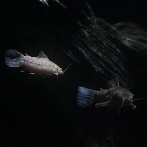 Spotted hoplo (Megalechis thoracata)